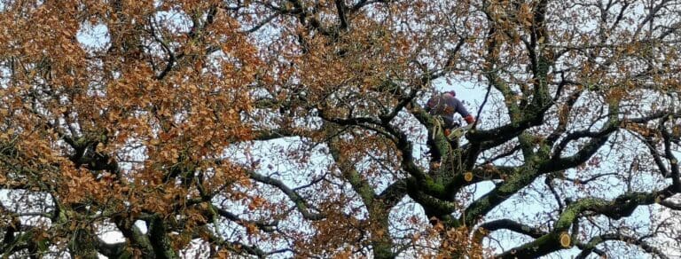 Paysagiste avec casque et tronçonneuse dans un grand arbre à feuilles d'automne
