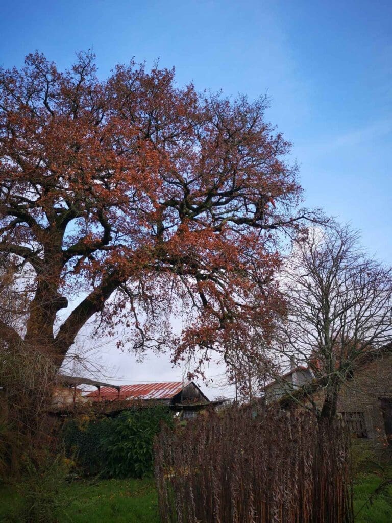 Grand arbre aux feuilles orangées devant une maison avec un toit rouge