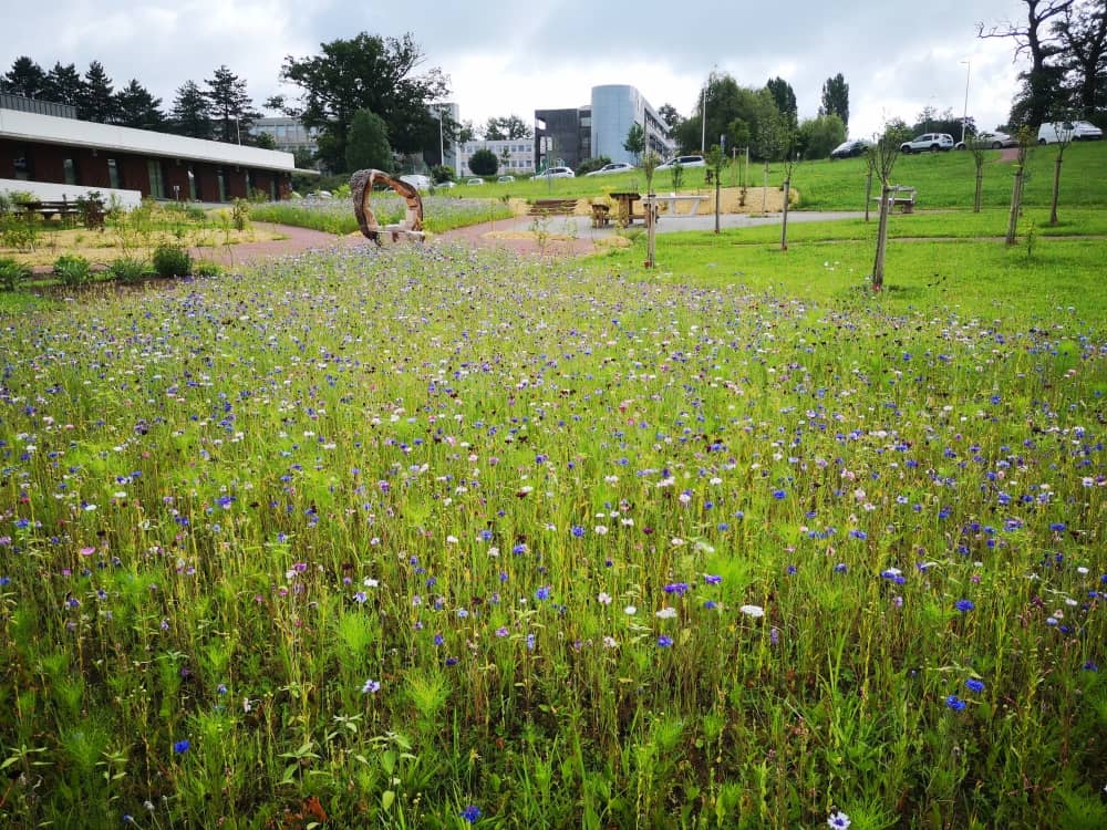Prairie fleurie - mb paysage prairie fleurie confolens4 Prairie fleurie avec fleurs sauvages bleues, blanches et mauves dans un parc urbain