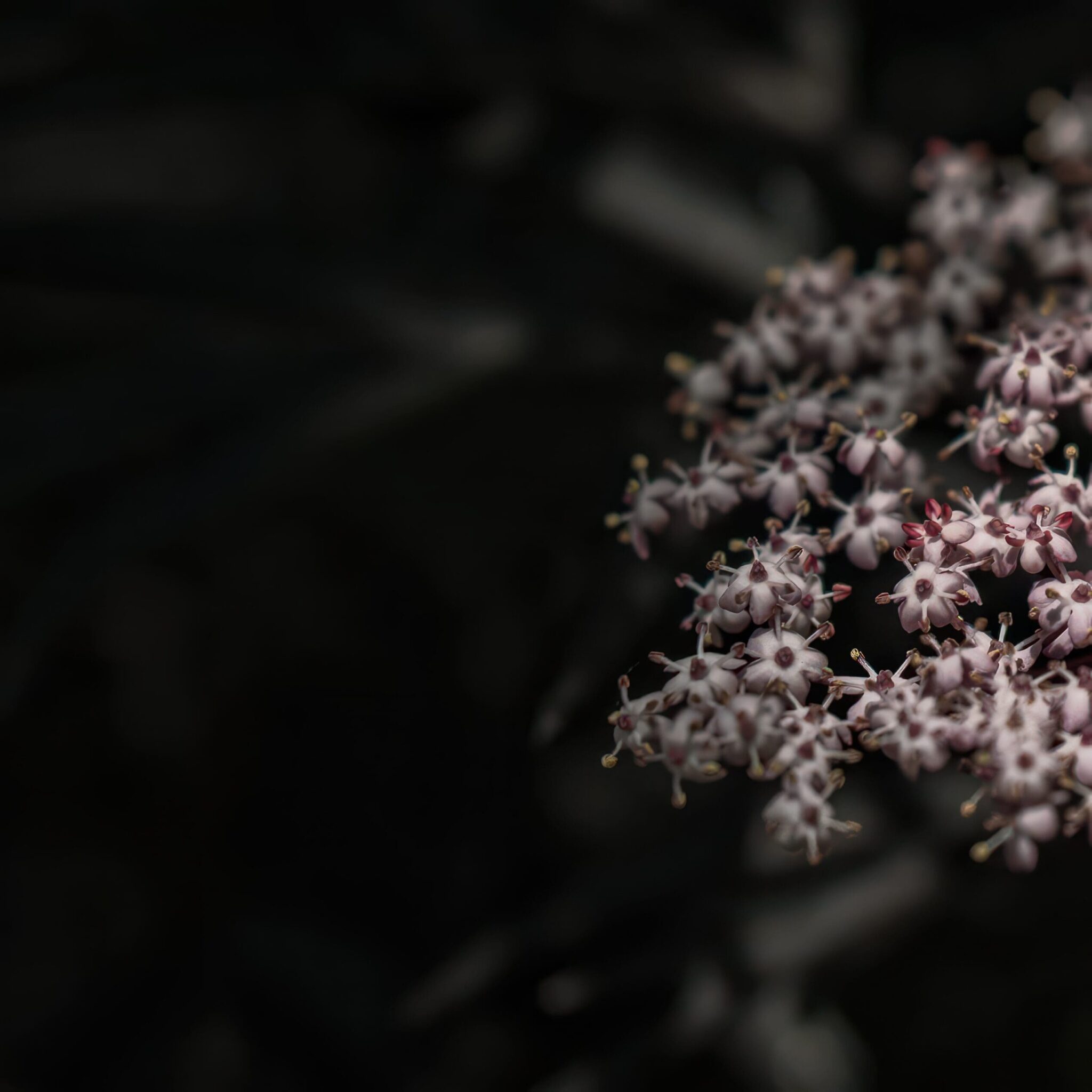 Fleurs blanches et roses très petites en gros plan sur fond sombre