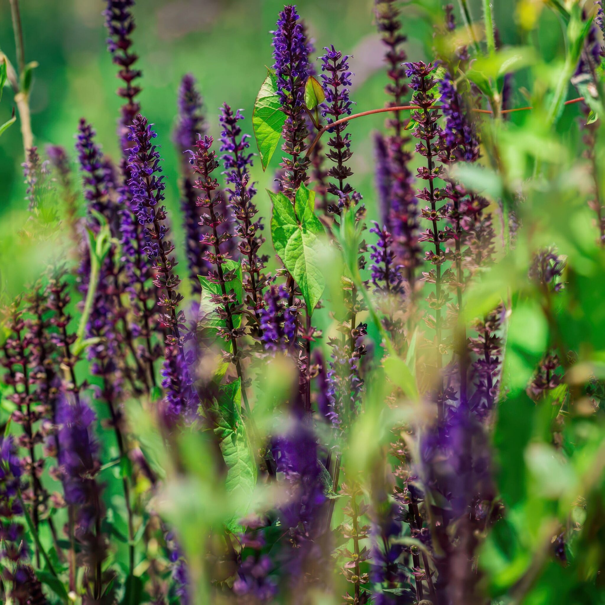 Fleurs violettes en épi dans un jardin avec feuilles vertes