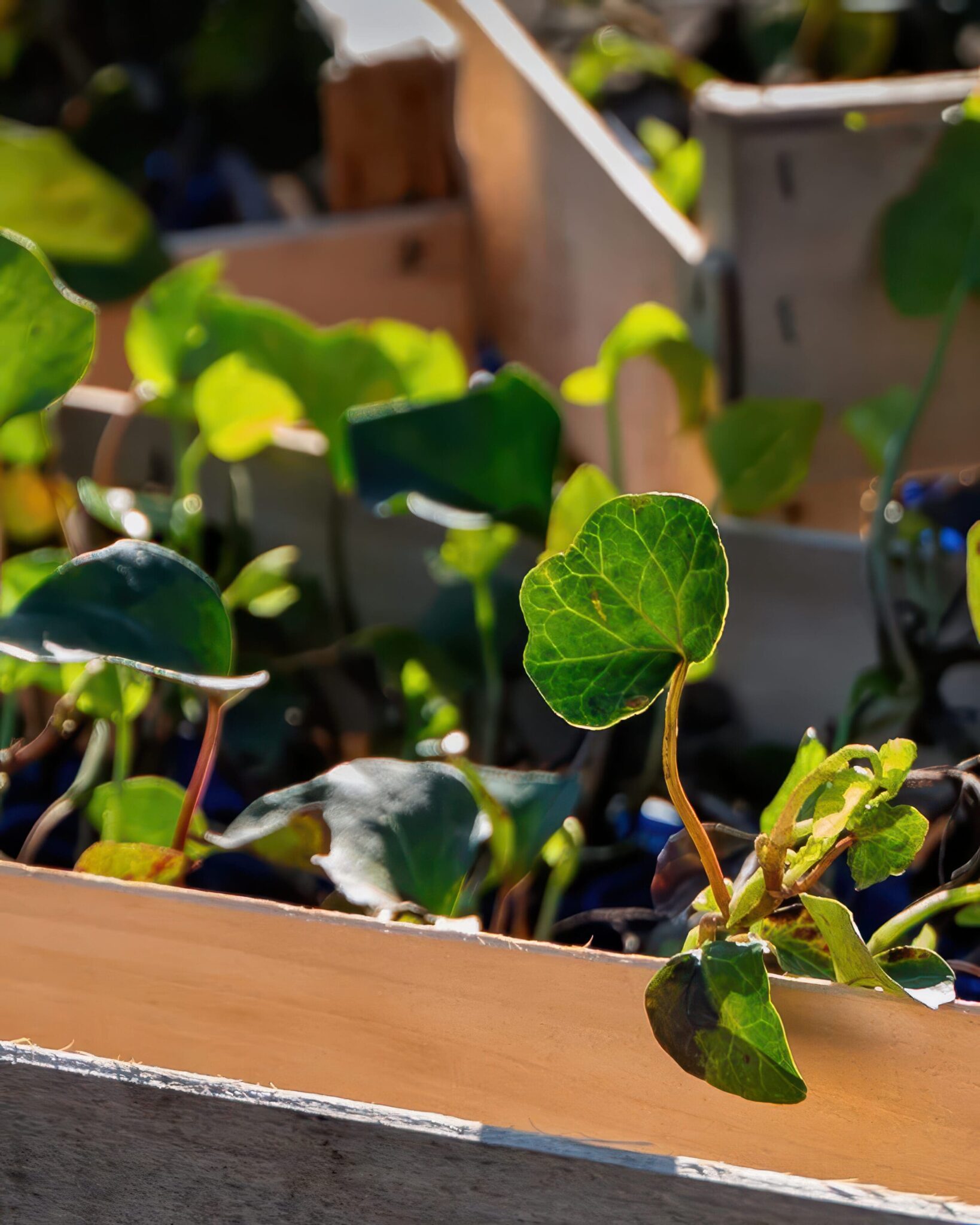 Jeunes plants verts dans une caisse en bois à la lumière du jour