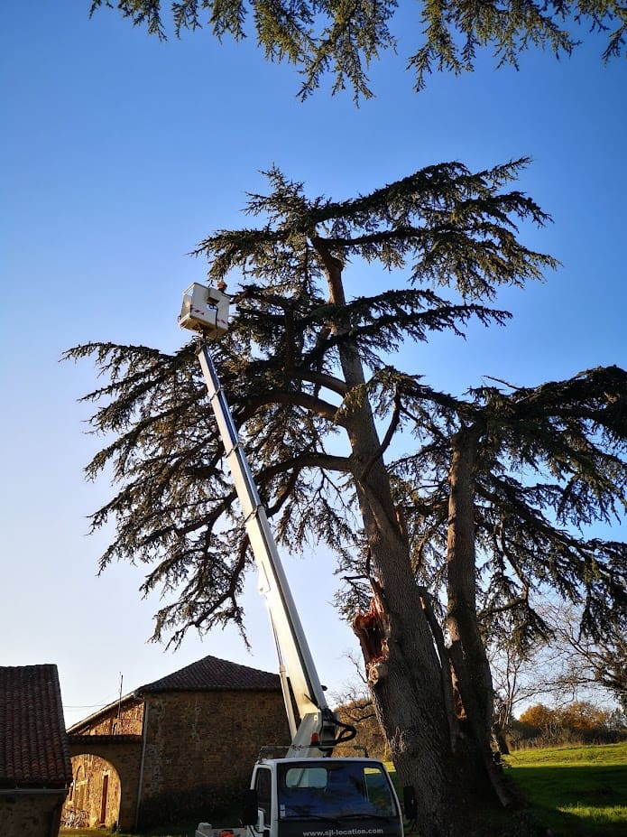 Travail d'élagage en hauteur sur un grand conifère avec nacelle élévatrice