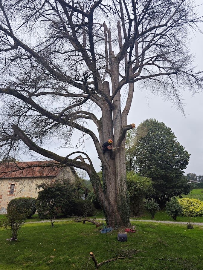 Un professionnel en hauteur taille un grand arbre défeuillé avec une tronçonneuse