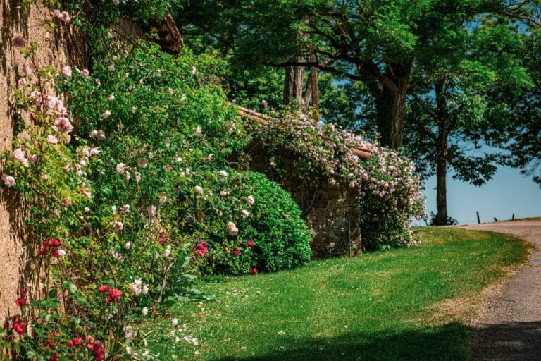 Jardin avec buissons fleuris et pelouse le long d'une maison en pierre sous un ciel bleu