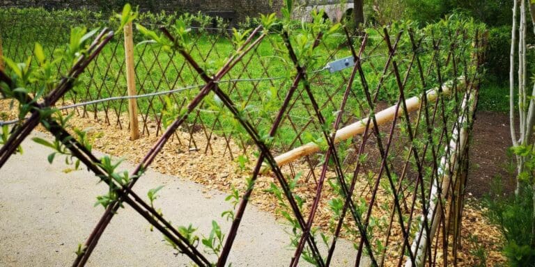 Clôture tressée en branches vertes poussantes le long d'un chemin