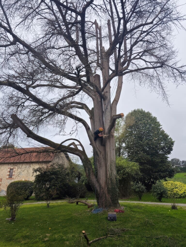 Paysagiste grimpe dans un grand arbre pour le tailler
