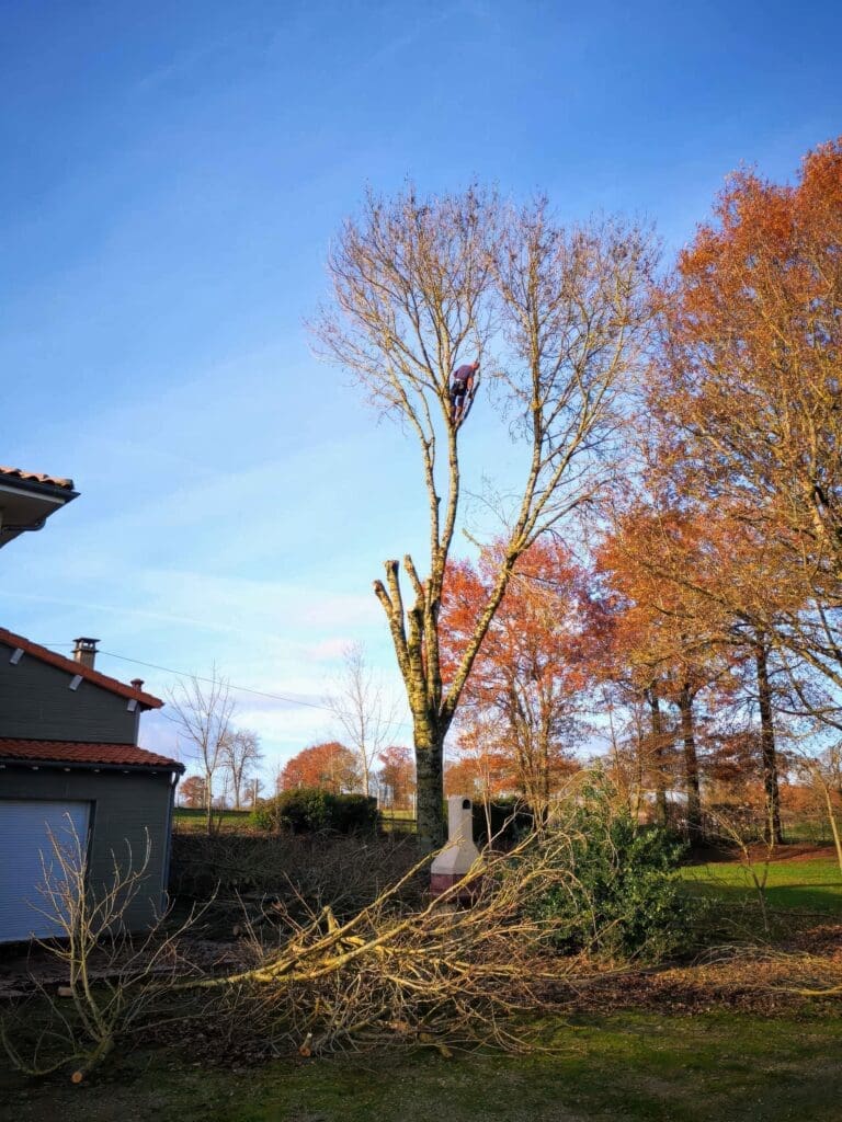 Homme en hauteur coupant les branches d'un arbre proche d'une maison