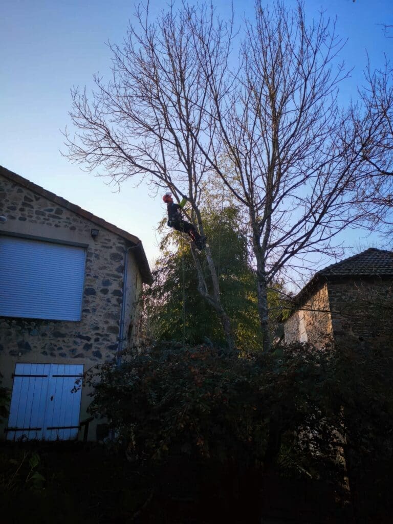 Élagueur équipé grimpant un grand arbre à proximité de maisons en pierre