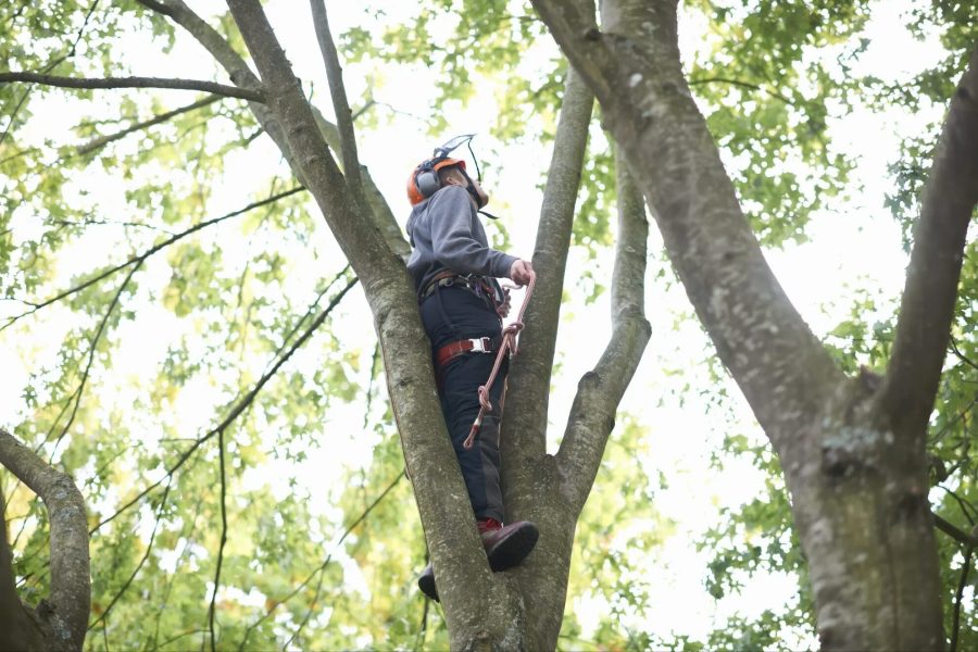 Jardinier paysagiste équipé d'un casque et baudrier grimpe dans un arbre